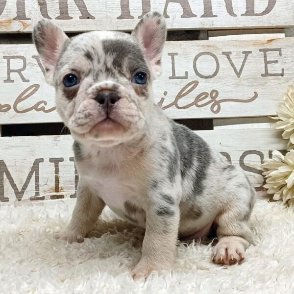 Bernard