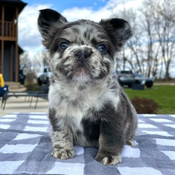 Monty