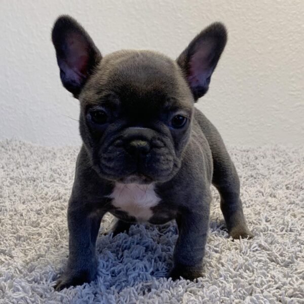 Lola - Image 2