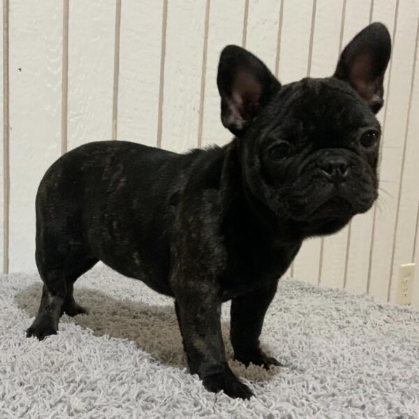 Ronnie - Image 2