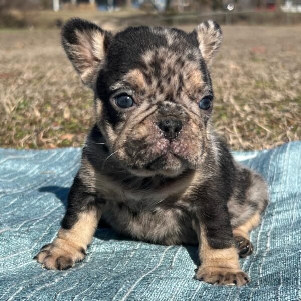 Frankie