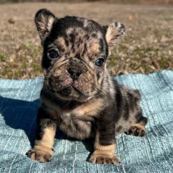 Frankie - Image 3
