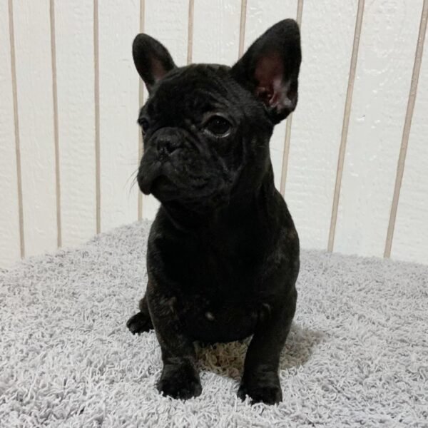 Ronnie - Image 4