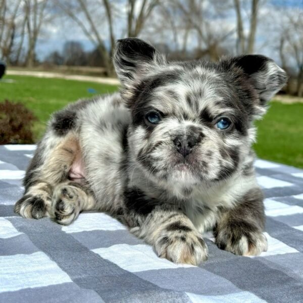 Monty - Image 2