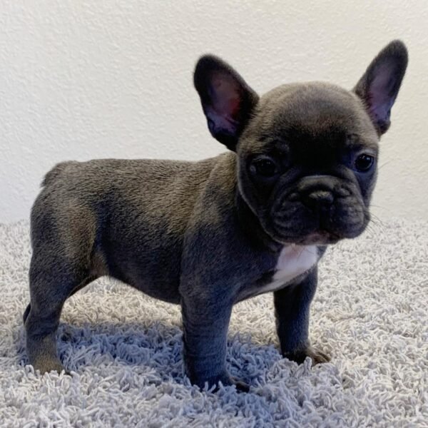 Lola - Image 3