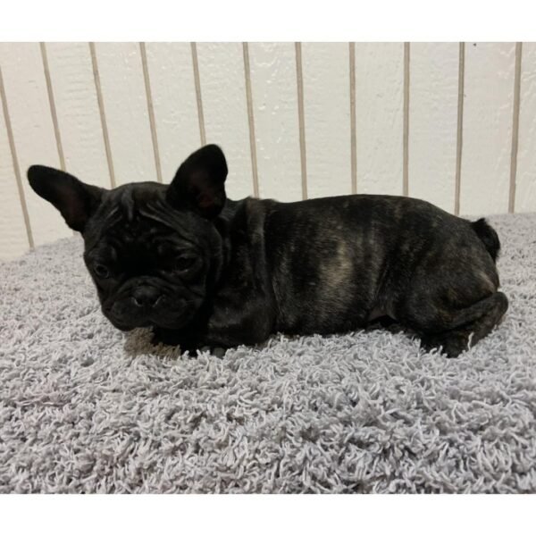 Ronnie - Image 3